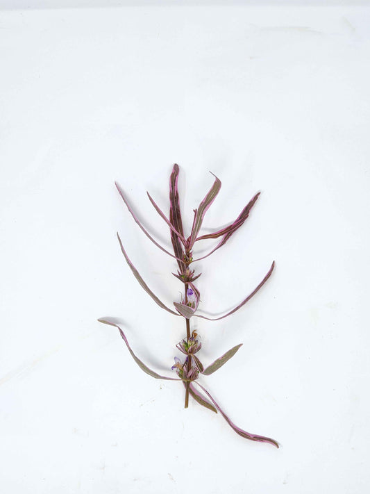 Hygrophila araguaia 'Chai'