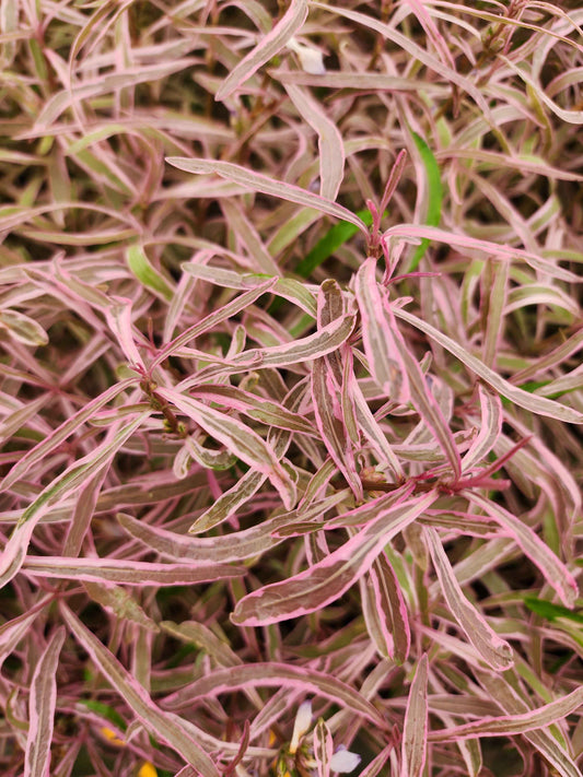 Hygrophila araguaia 'Chai'