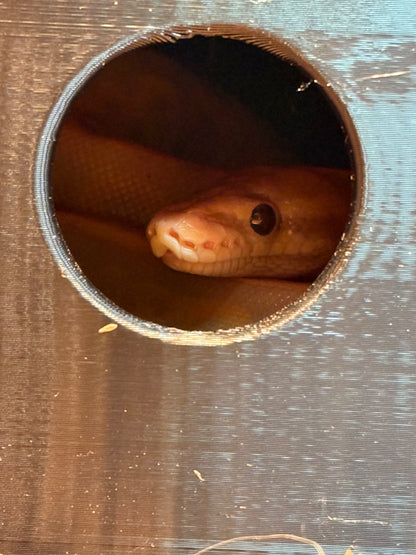 Humidity Hide