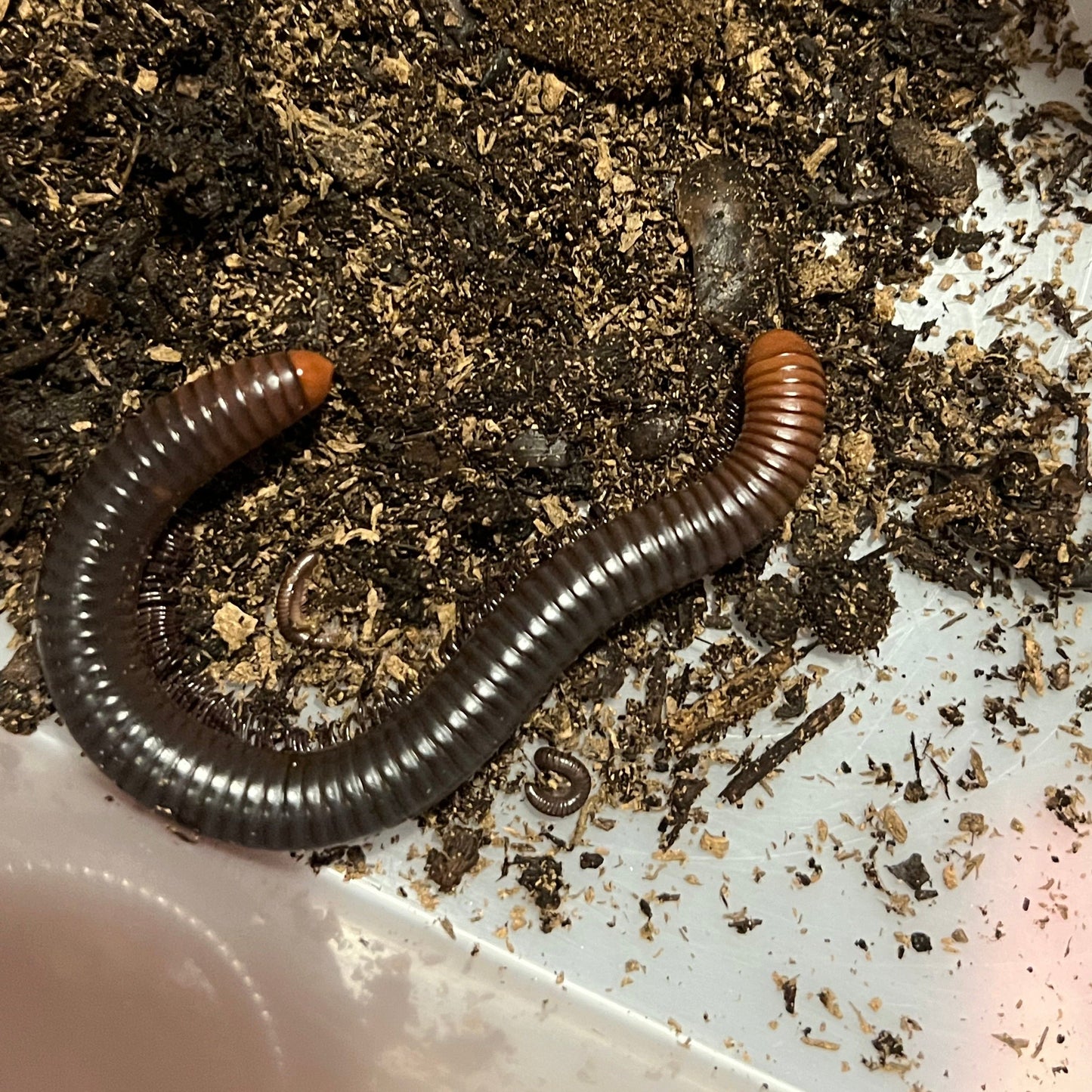 Firehead Millipede (Analocostreptus servatius)