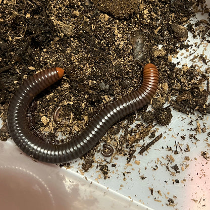 Firehead Millipede (Analocostreptus servatius)