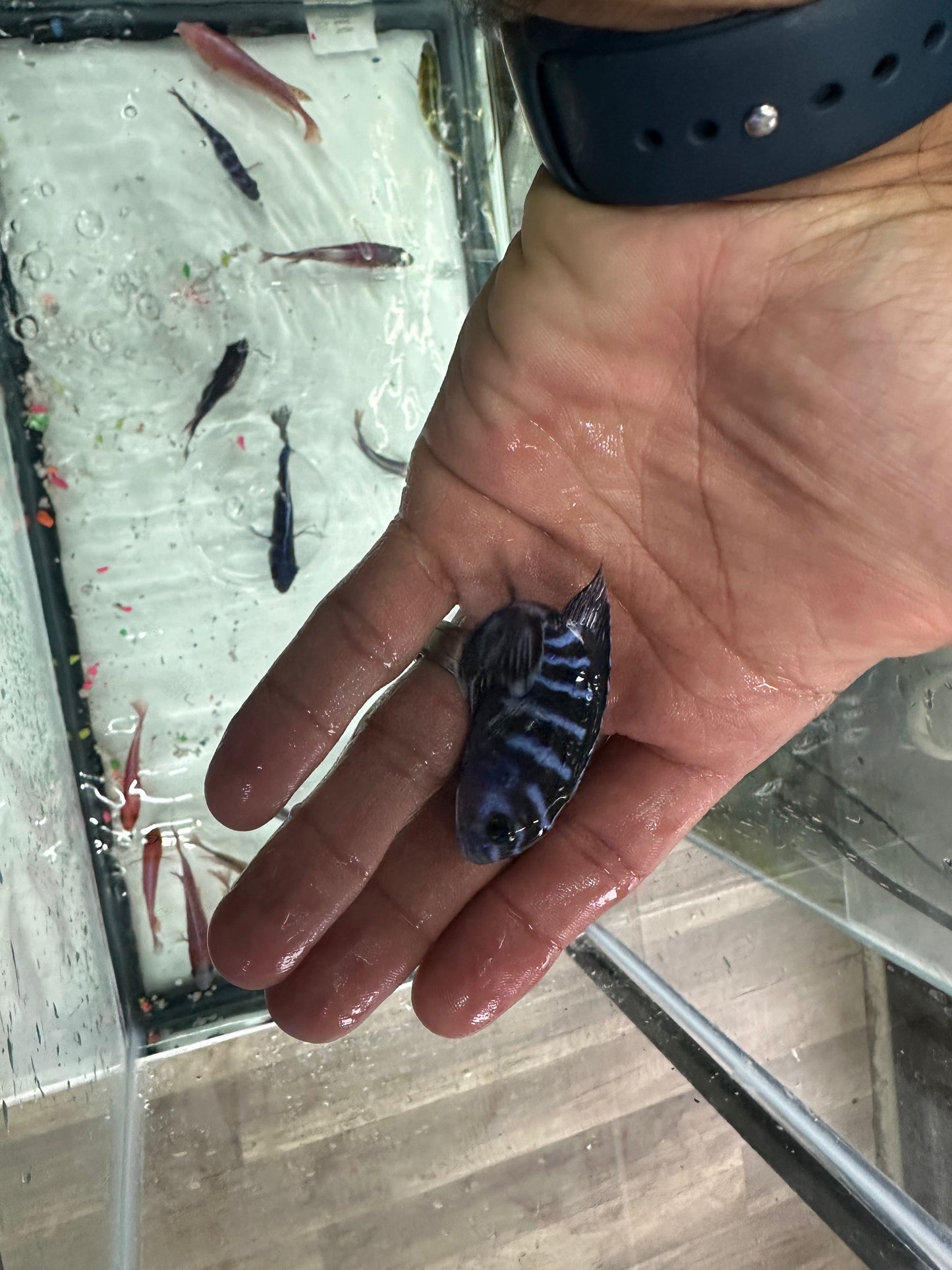 Demasoni Cichlid (Pseudotropheus demasoni)