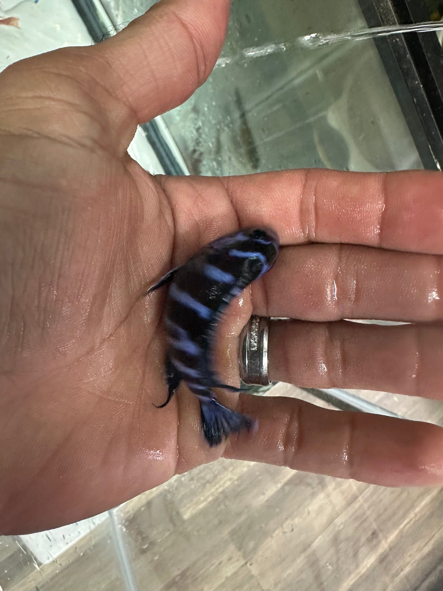 Demasoni Cichlid (Pseudotropheus demasoni)