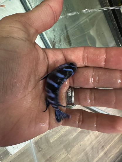 Demasoni Cichlid (Pseudotropheus demasoni)