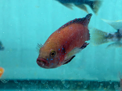 Turkana Jewel Cichlid