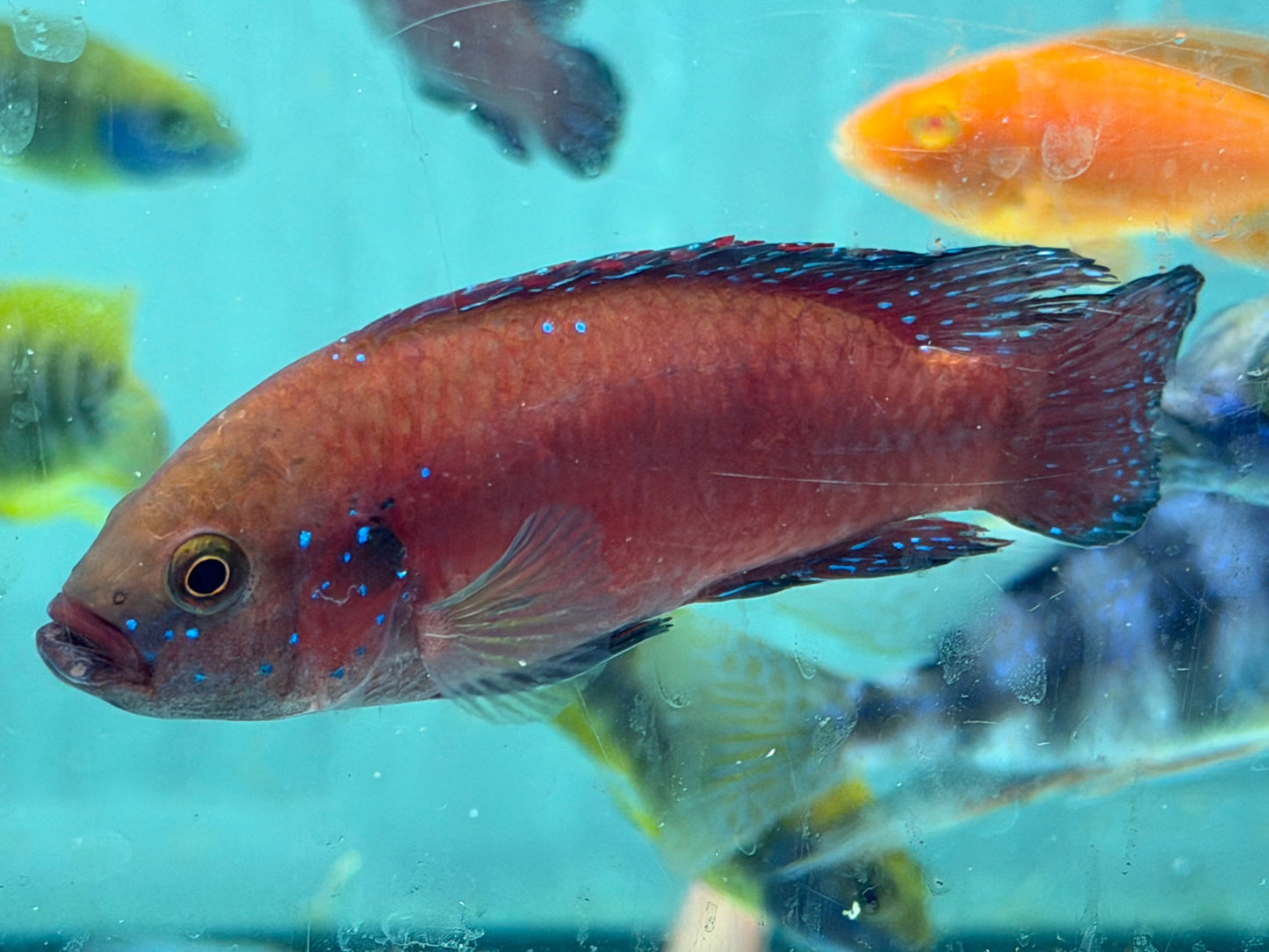 Turkana Jewel Cichlid