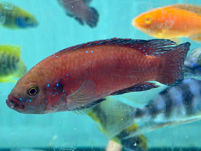Turkana Jewel Cichlid