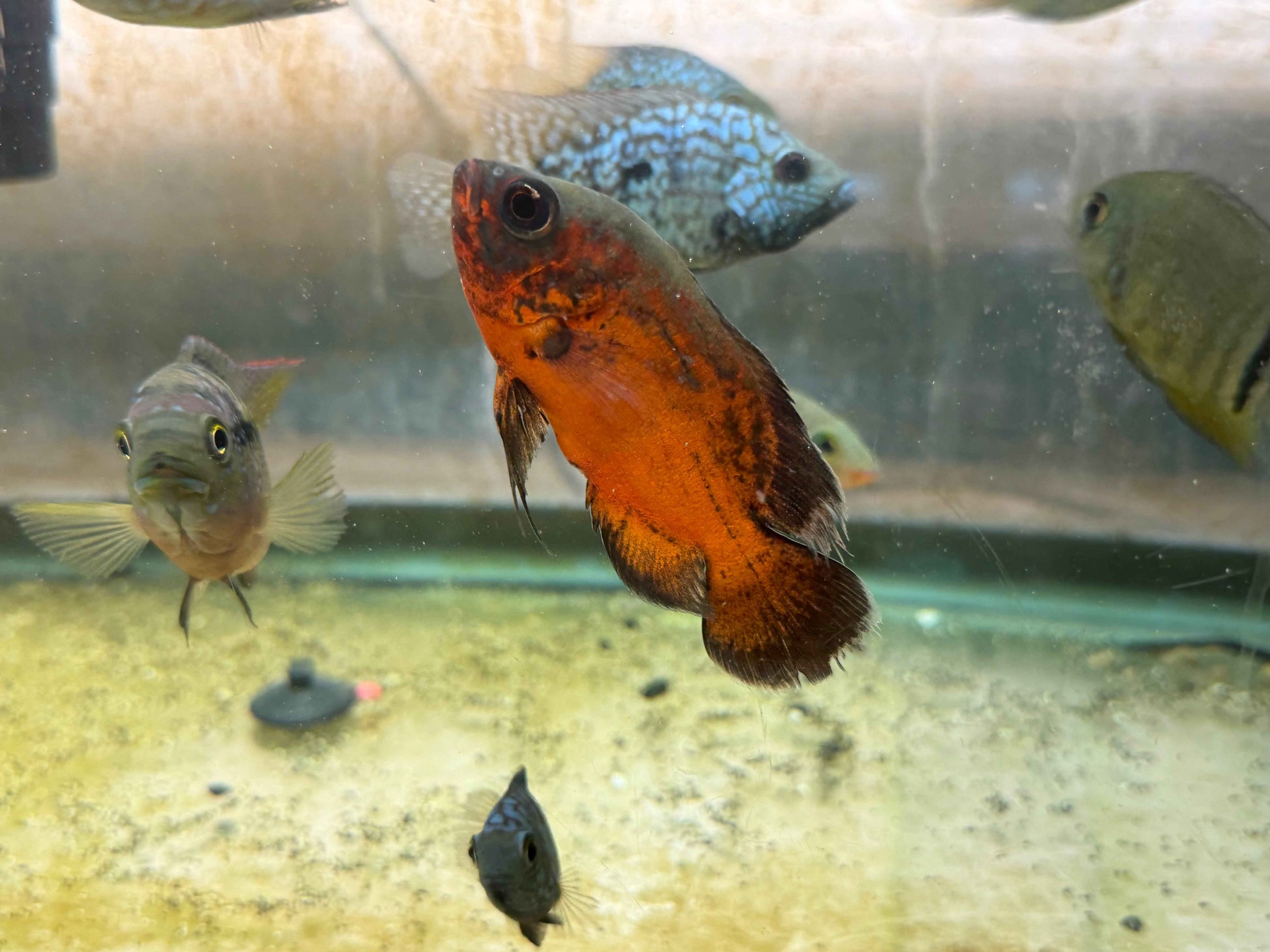 Red Copper Oscar