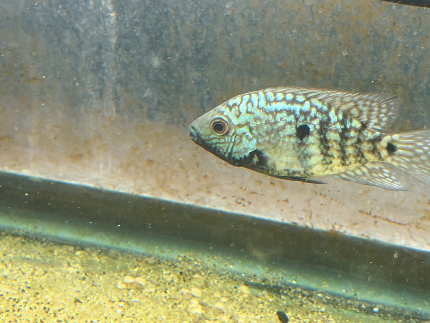 Carpinitis Cichlid