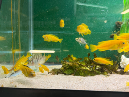 Saulosi Cichlid (Juveniles 2")