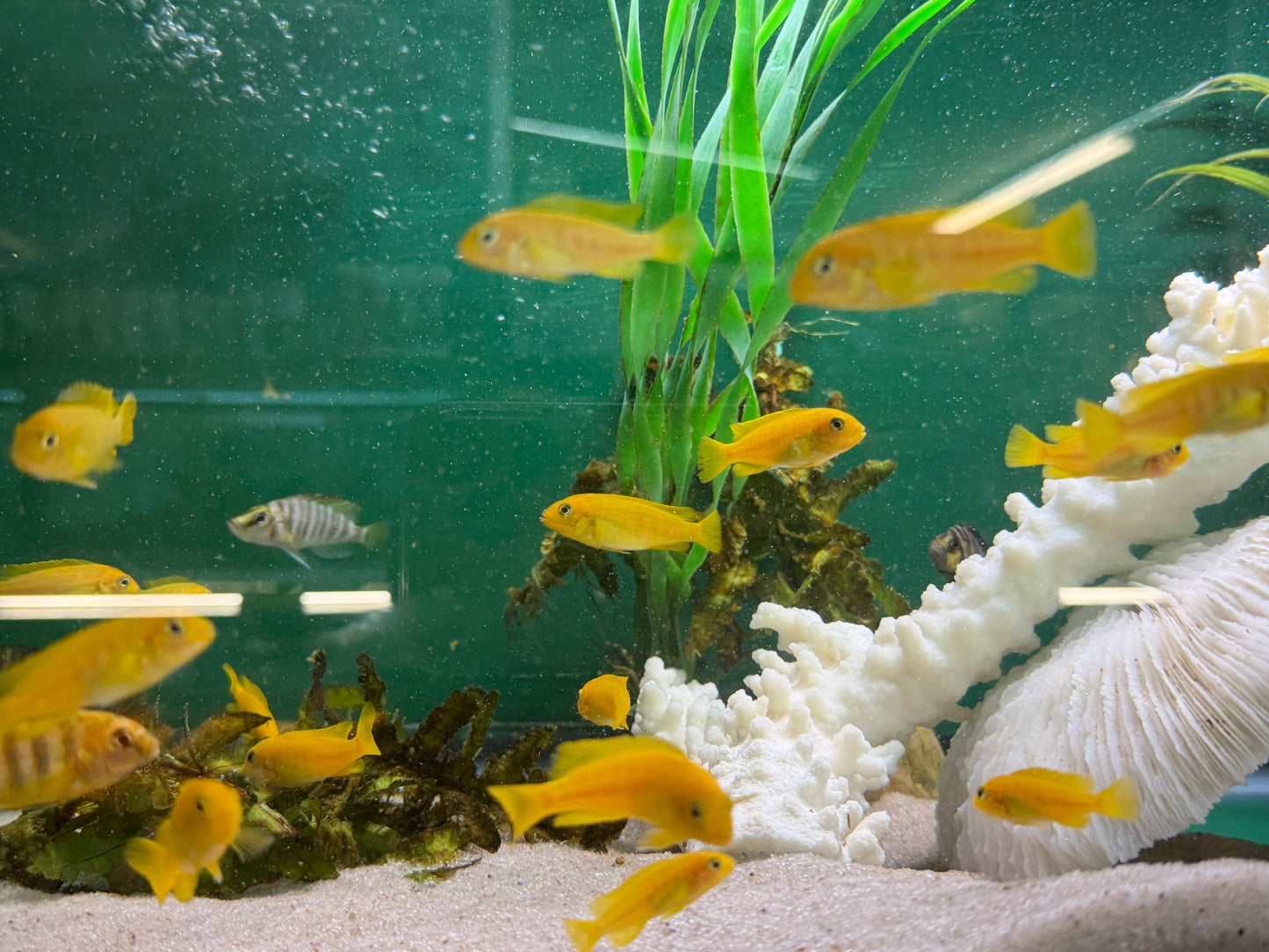 Saulosi Cichlid (Juveniles 2")