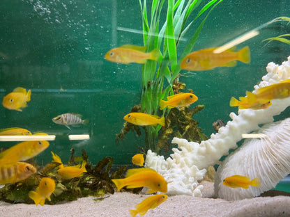 Saulosi Cichlid (Juveniles 2")