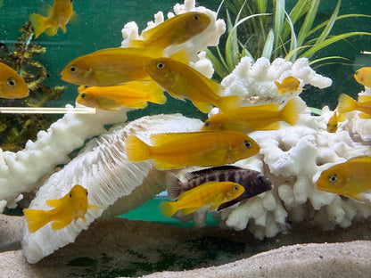 Saulosi Cichlid (Juveniles 2")