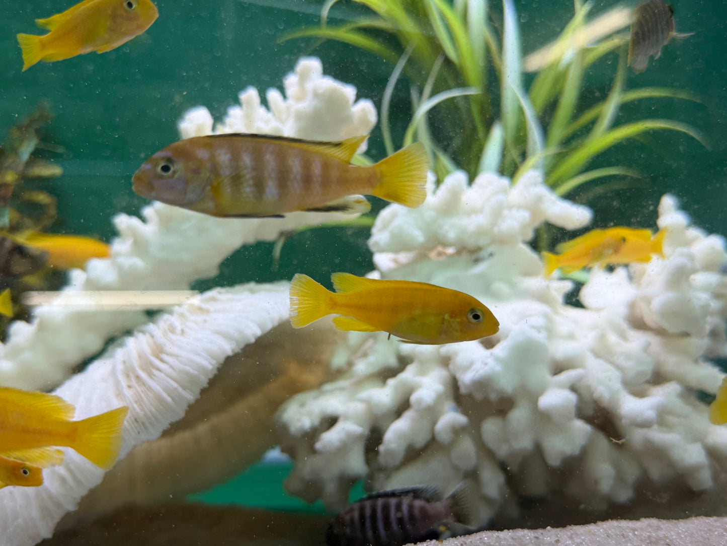 Saulosi Cichlid (Juveniles 2")