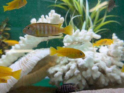 Saulosi Cichlid (Juveniles 2")