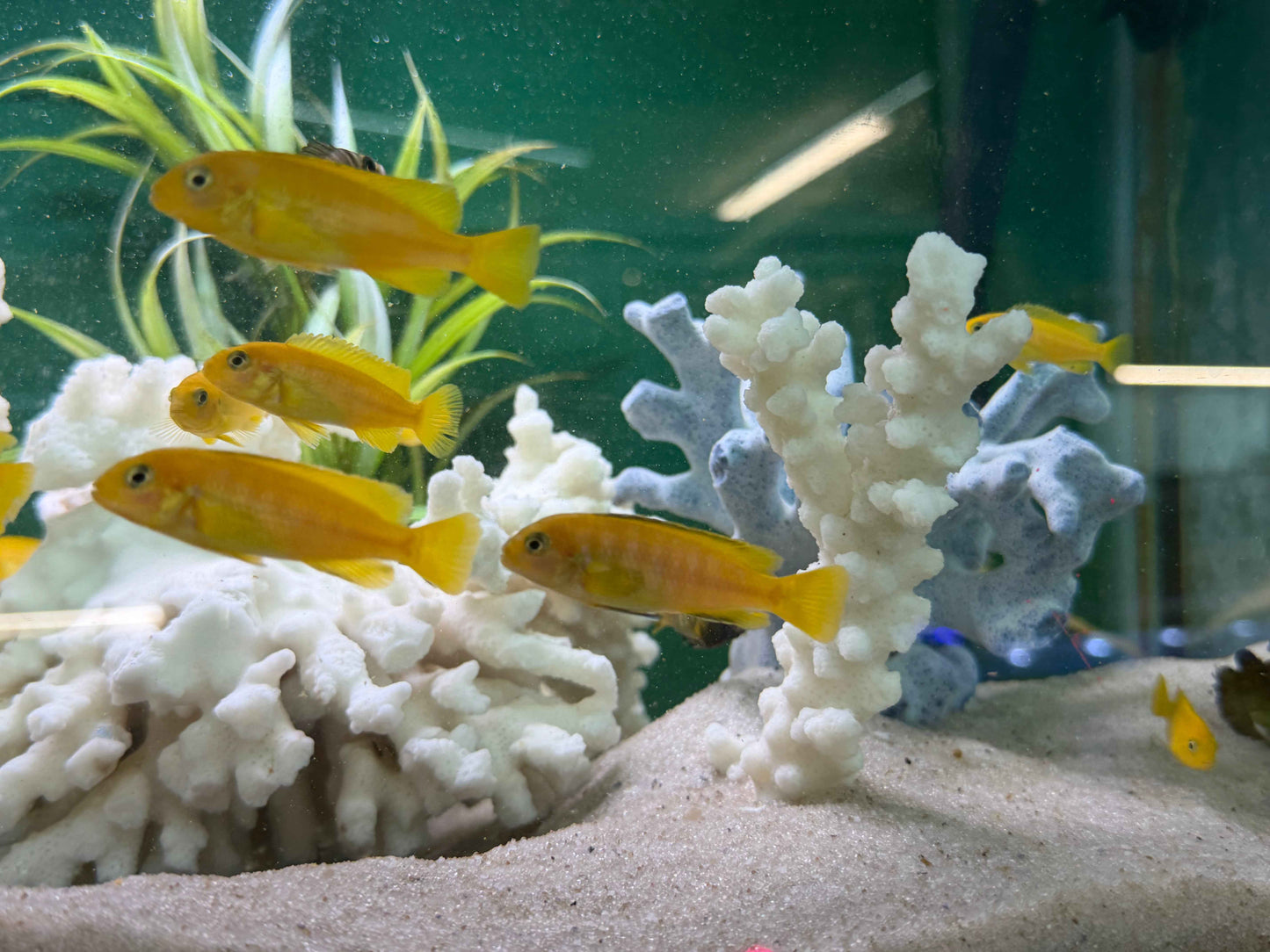 Chindongo saulosi Mbuna German Blood (Juveniles 2")