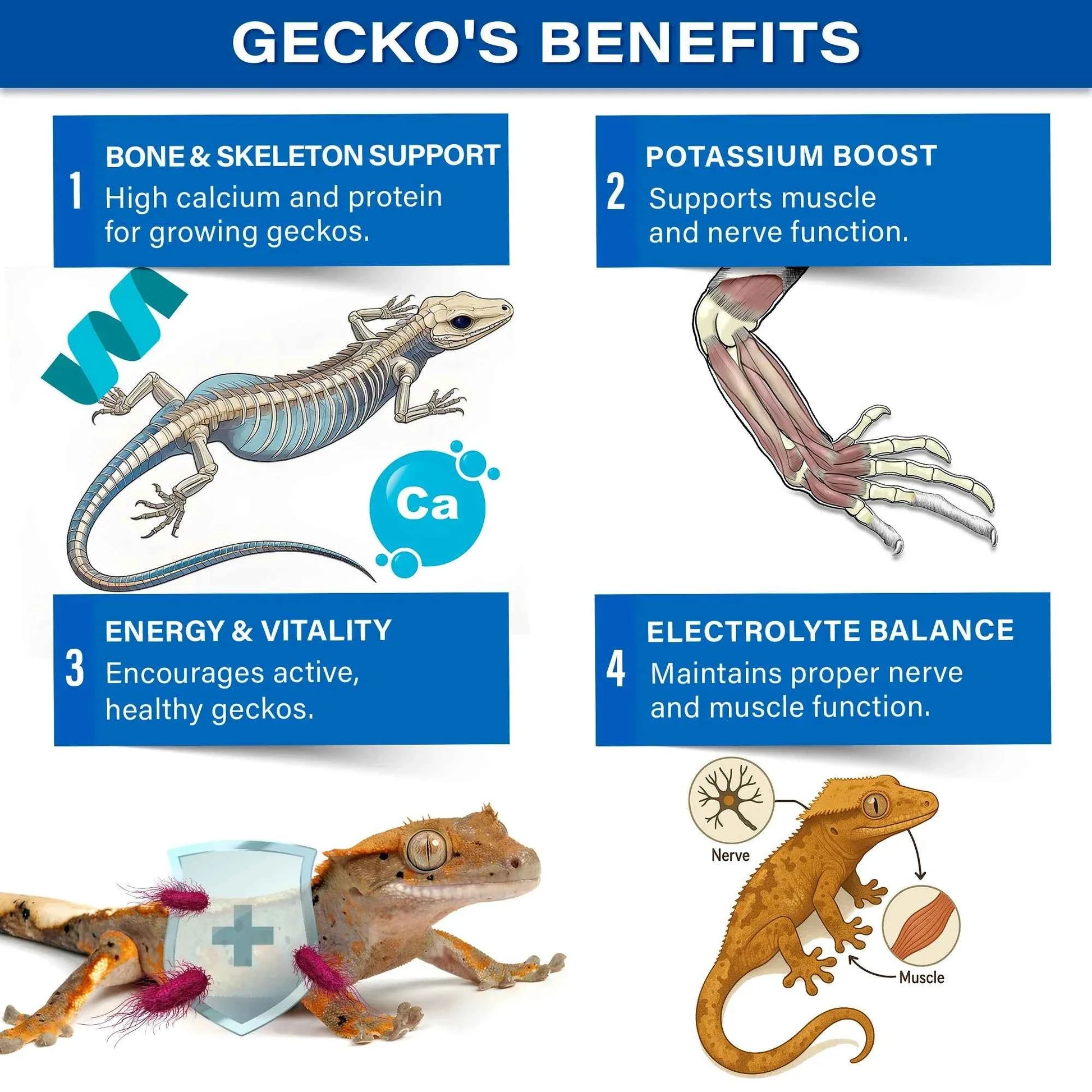 Gargeer 'Picky Geck' Discovery Kit | 8 Sachet Flavors to Test and Enjoy | Real Fruit & Insect Protein | No Fillers - Only Premium Ingredients