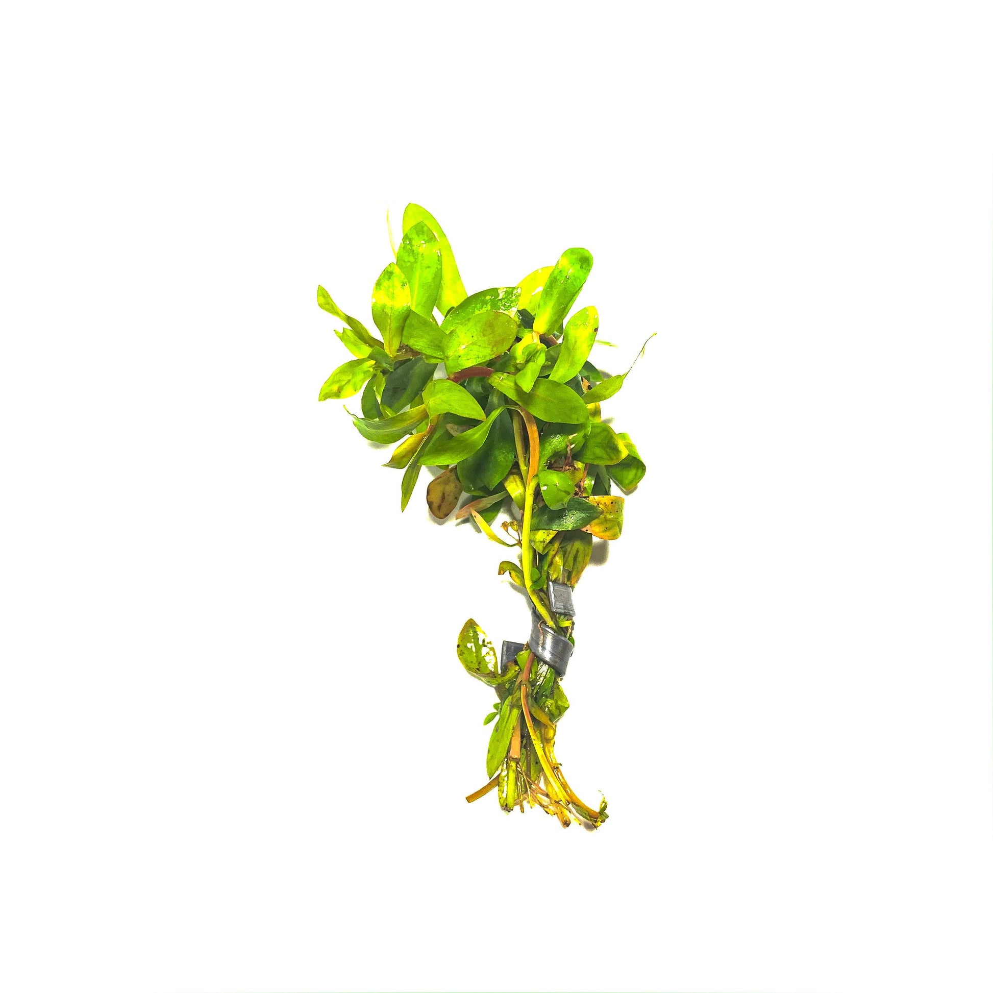 Ammannia Senegalensis - Scholarly Exotics LLC