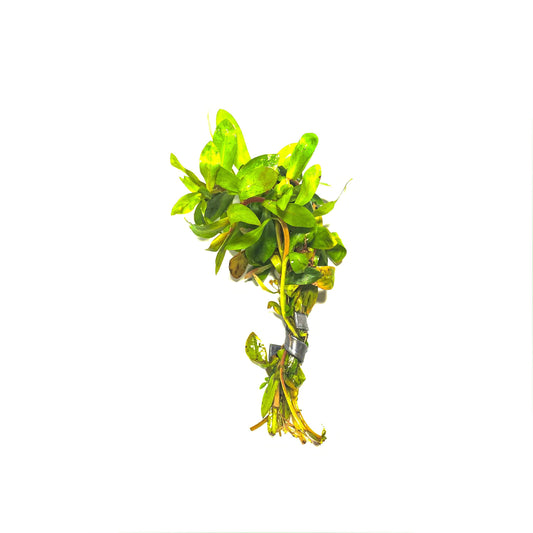 Ammannia Senegalensis - Scholarly Exotics LLC