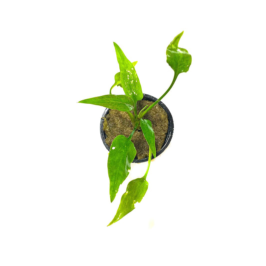 Cryptocoryne pontederiifolia