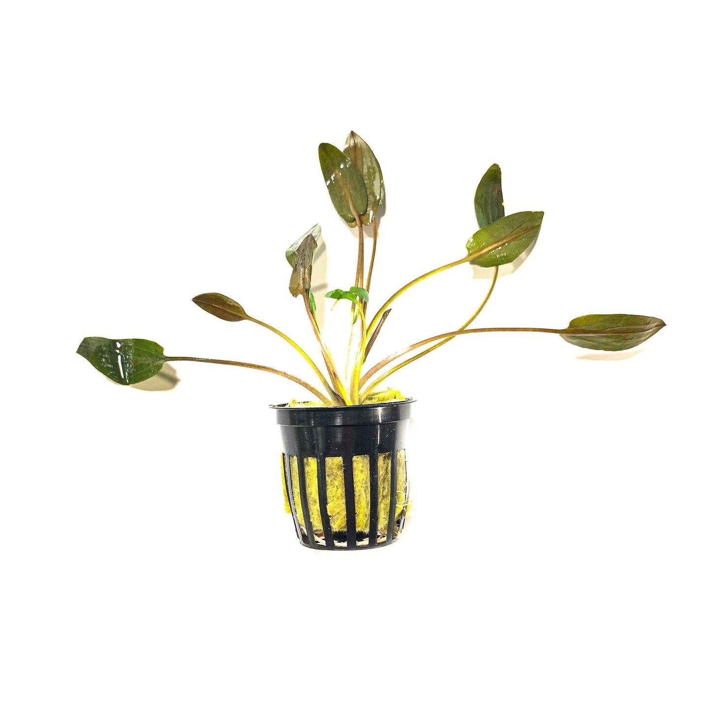 Cryptocoryne beckettii