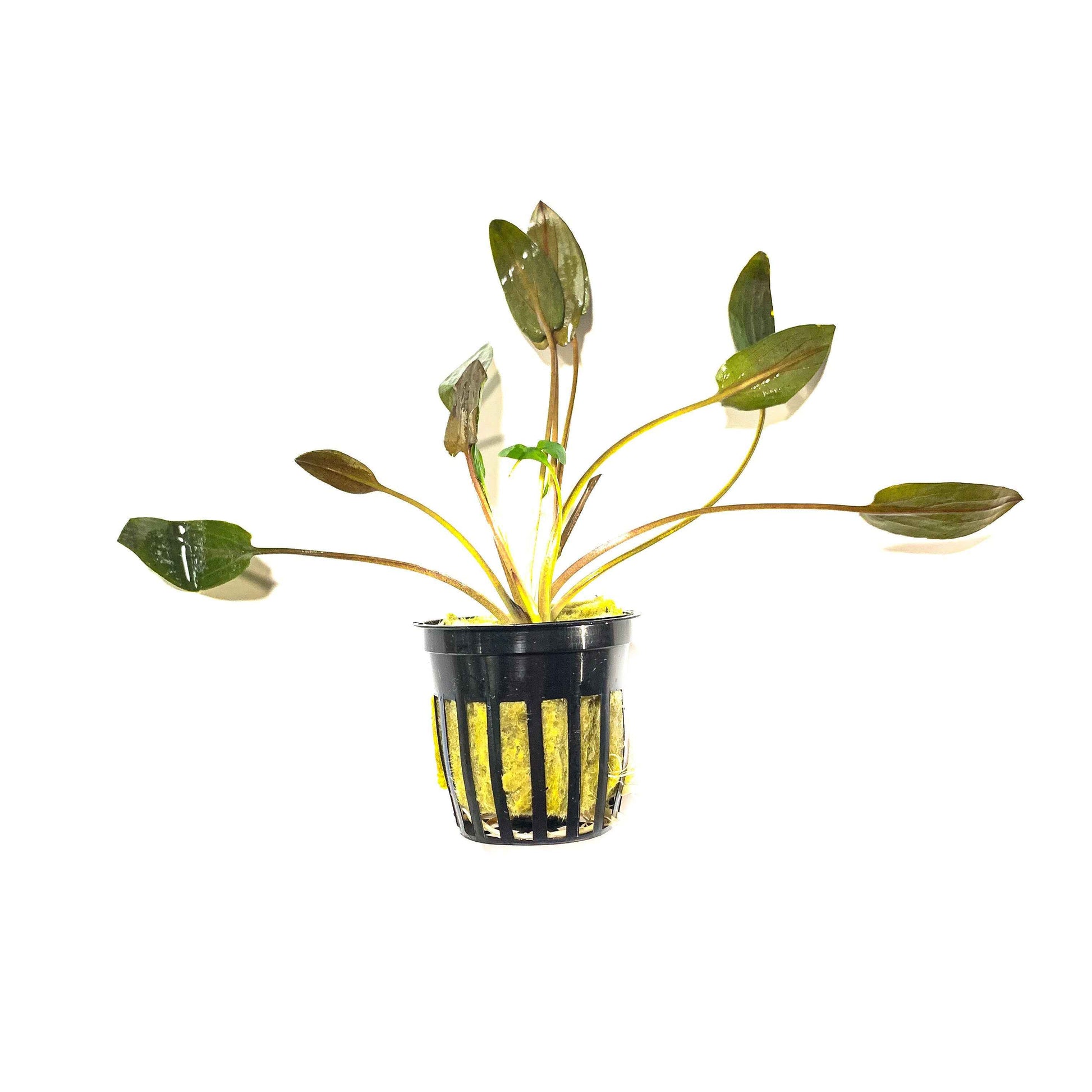 Cryptocoryne beckettii