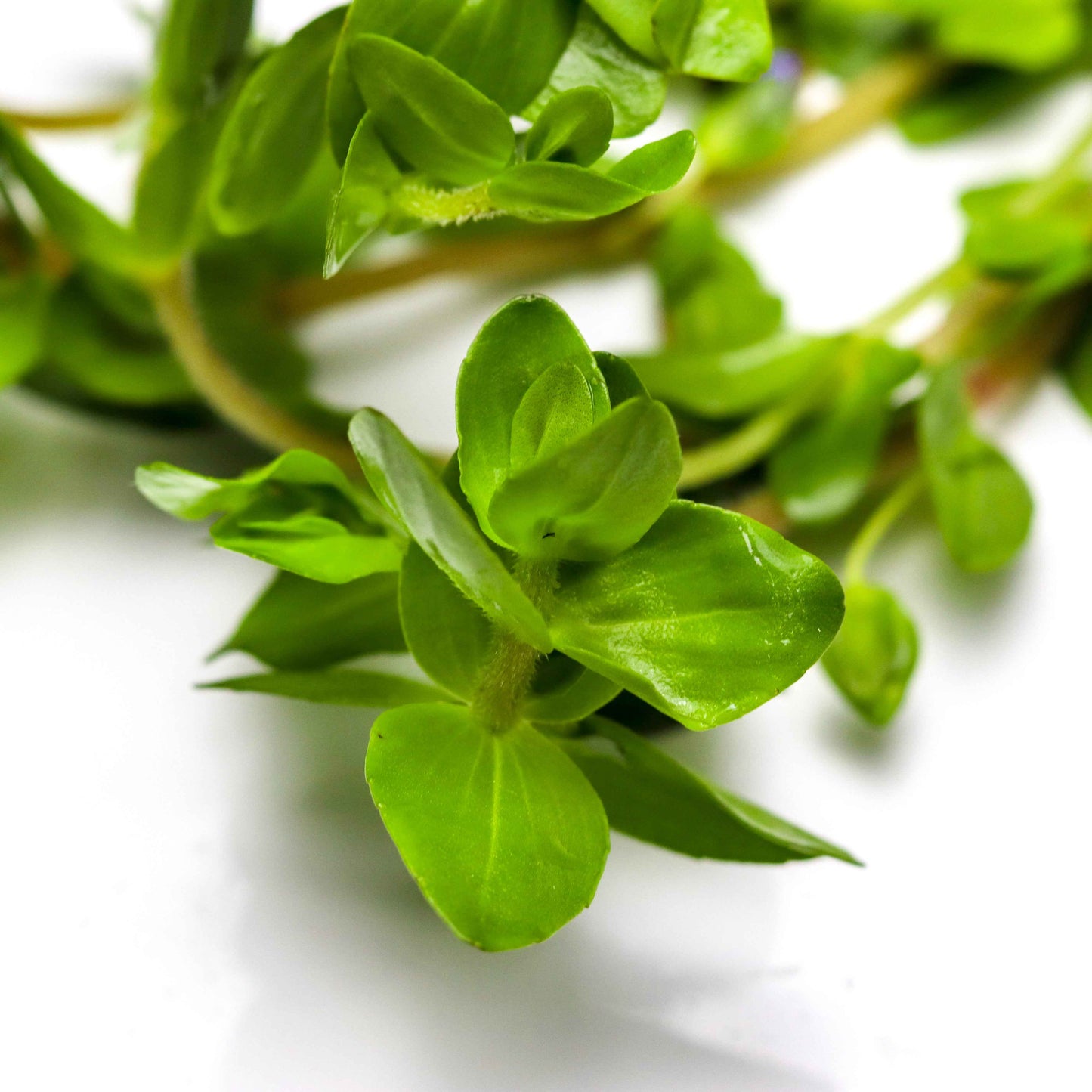 Bacopa caroliniana
