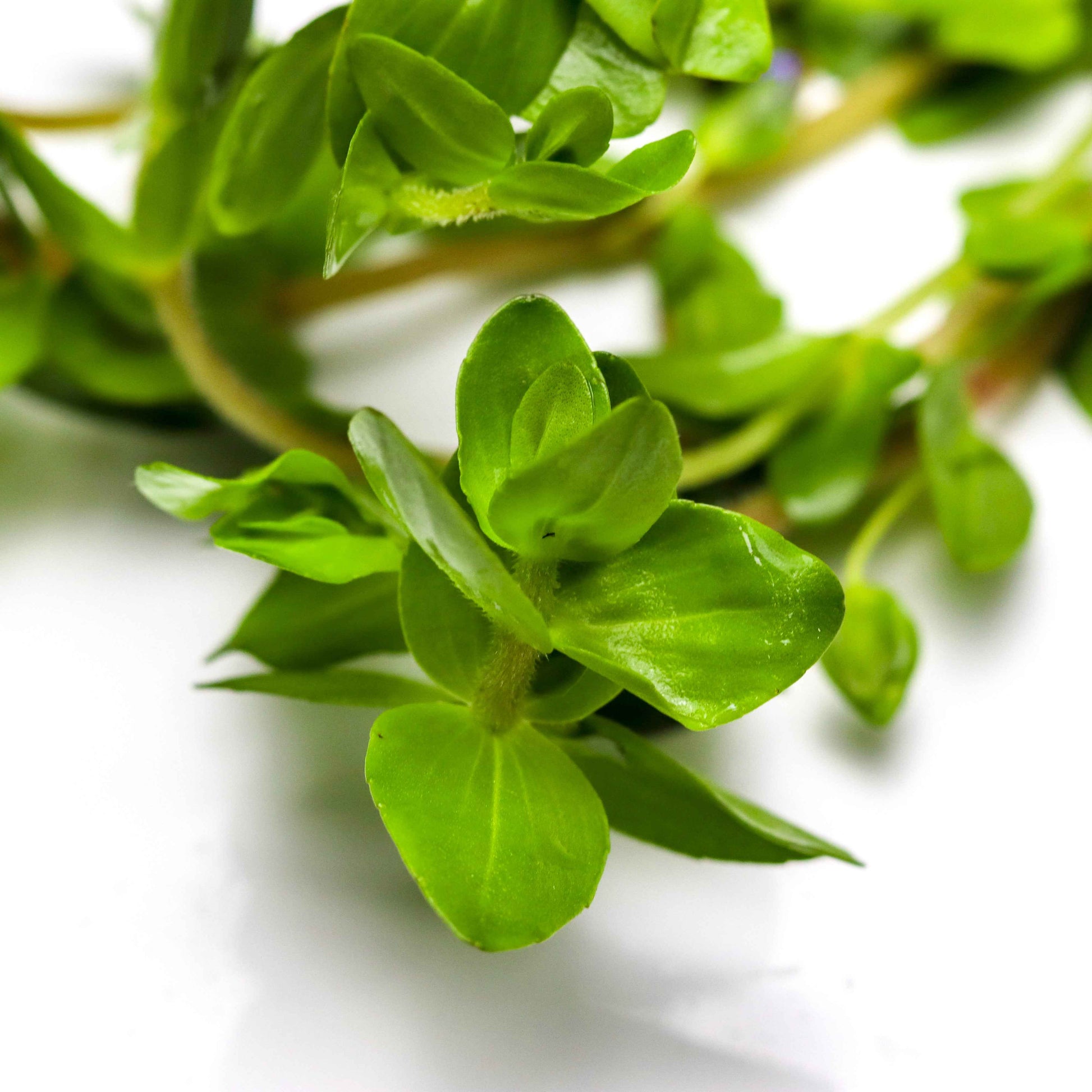 Bacopa caroliniana