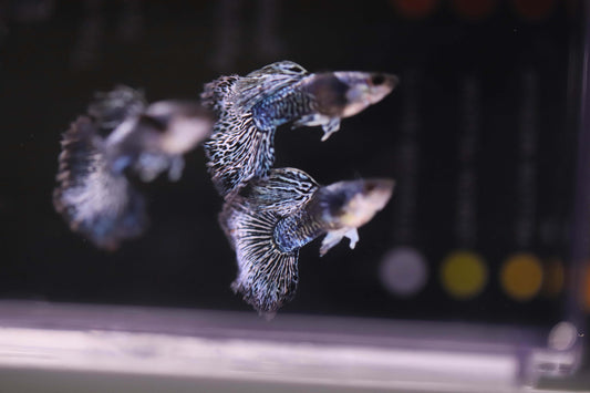 Purple Dragon Platinum Guppy