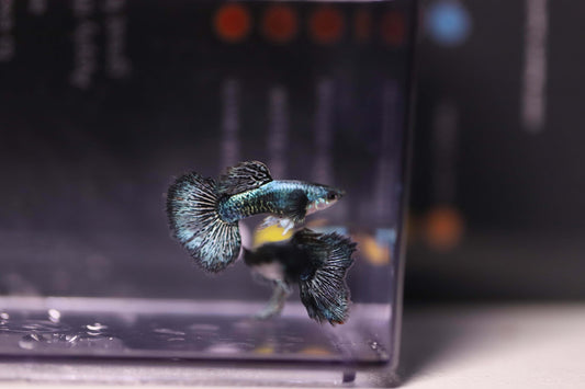 Green Dragon Guppy