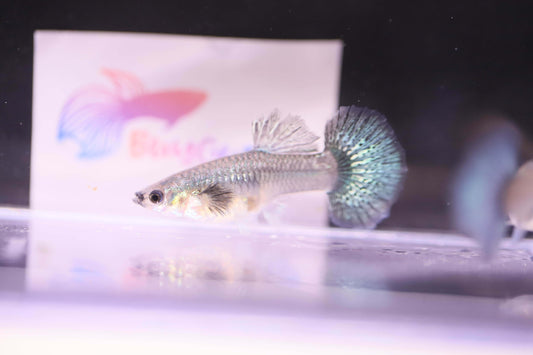 Green Dragon Guppy