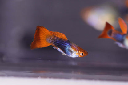 Black Koi Short Ribbon Shark Fin Guppy