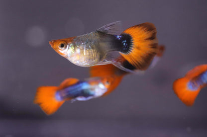 Black Koi Short Ribbon Shark Fin Guppy