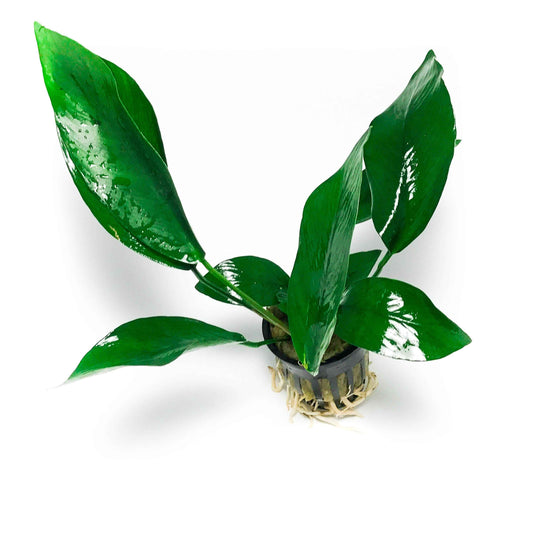 Anubias nancon