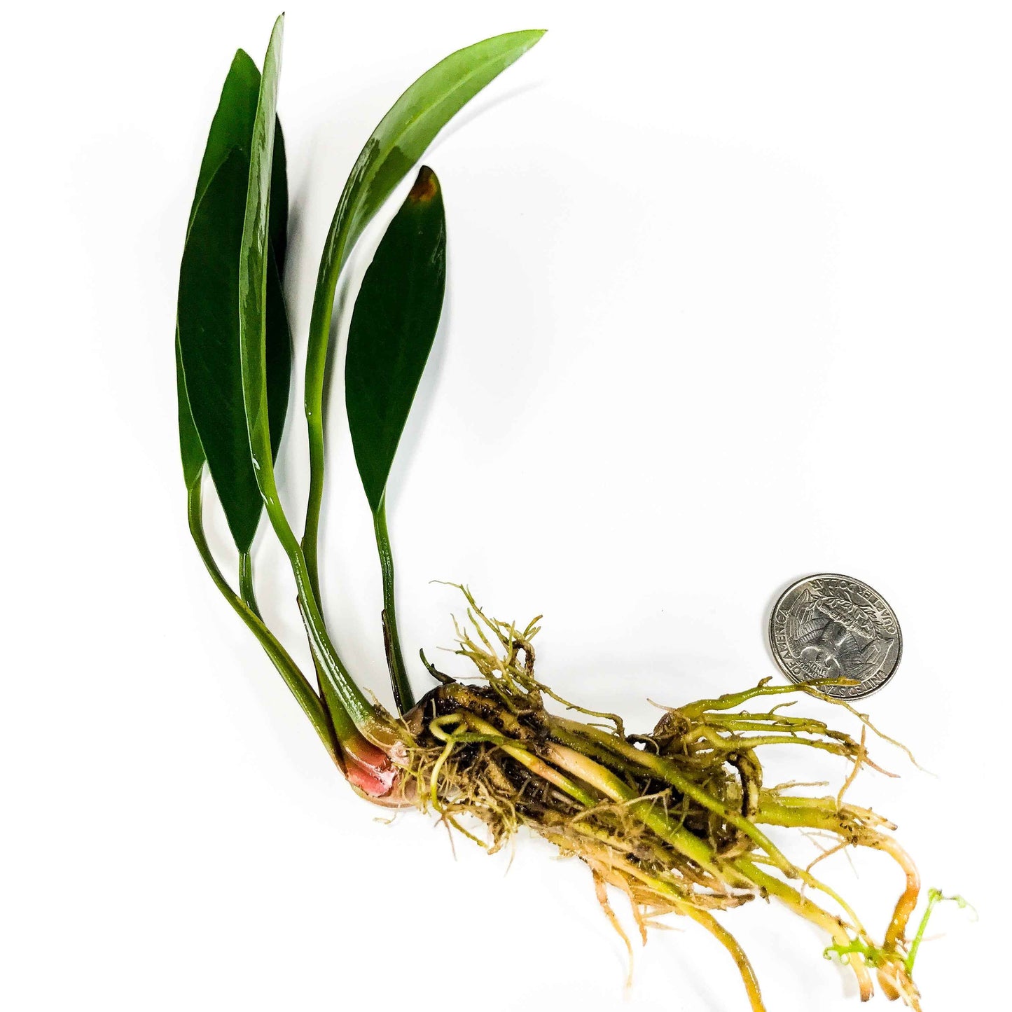 Anubias lanceolata