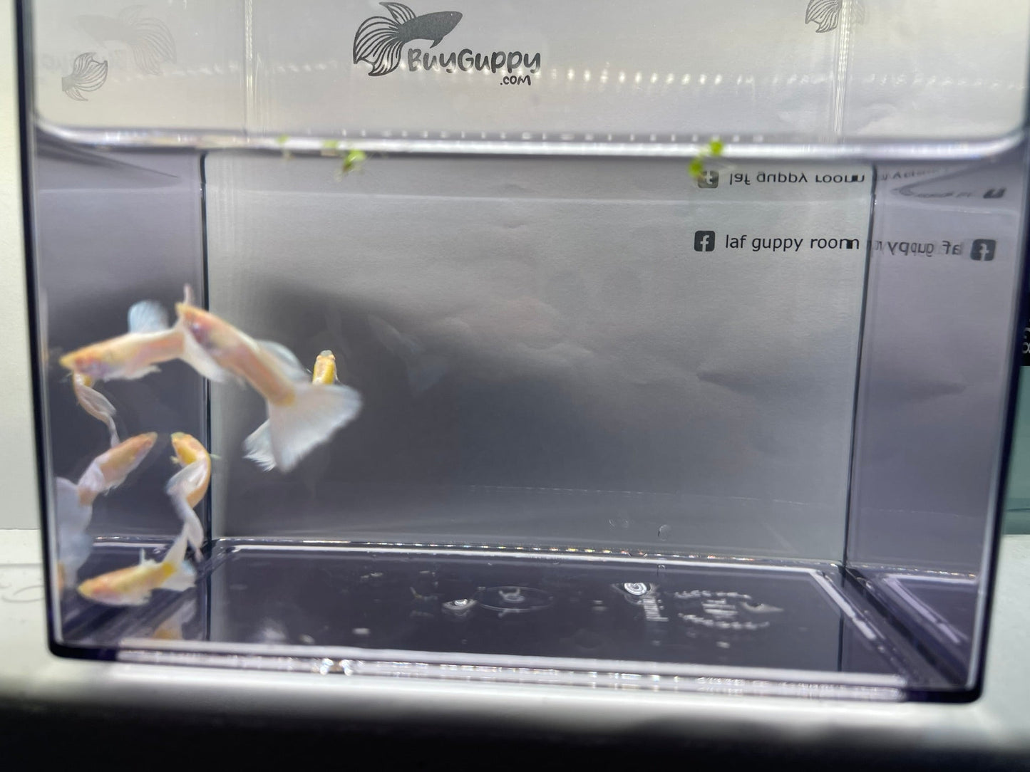 Albino Full White Platinum Guppy