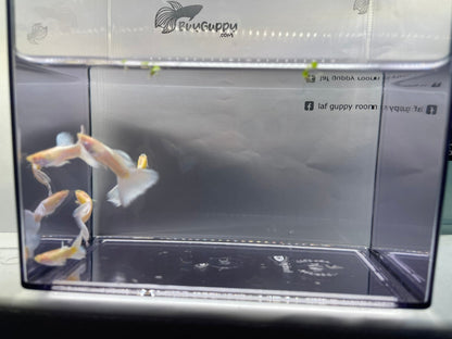 Albino Full White Platinum Guppy
