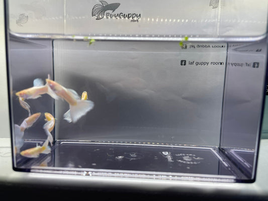 Albino Full White Platinum Guppy