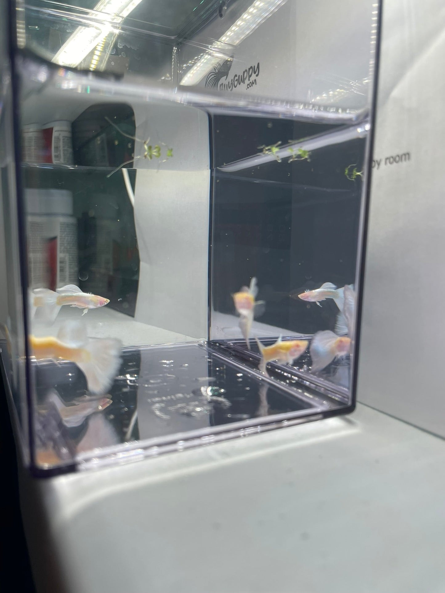 Albino Full White Platinum Guppy