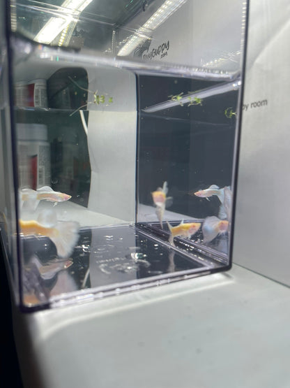 Albino Full White Platinum Guppy