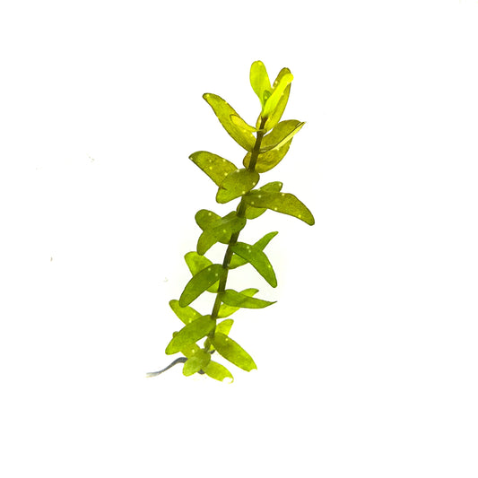 Bacopa Caroliniana - Scholarly Exotics LLC