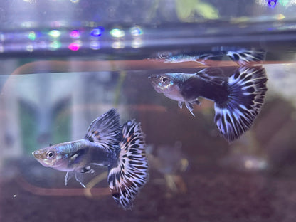 Ivory Mosaic Guppy