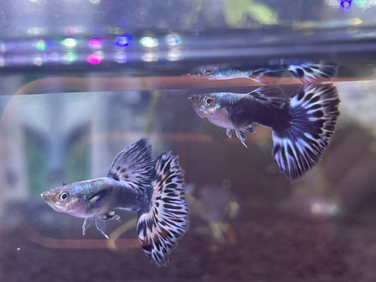Ivory Mosaic Guppy