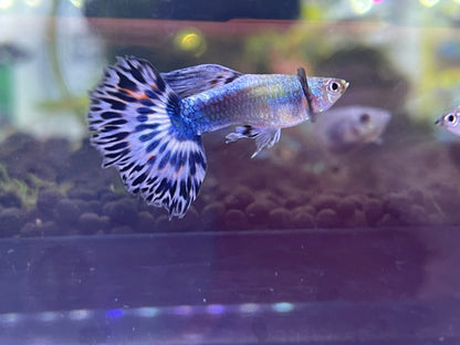 Ivory Mosaic Guppy