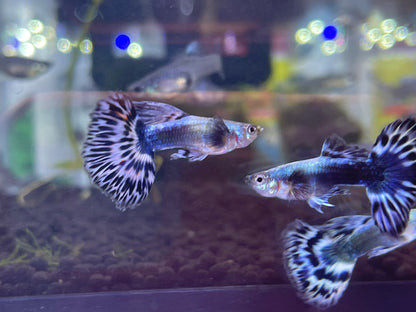 Ivory Mosaic Guppy