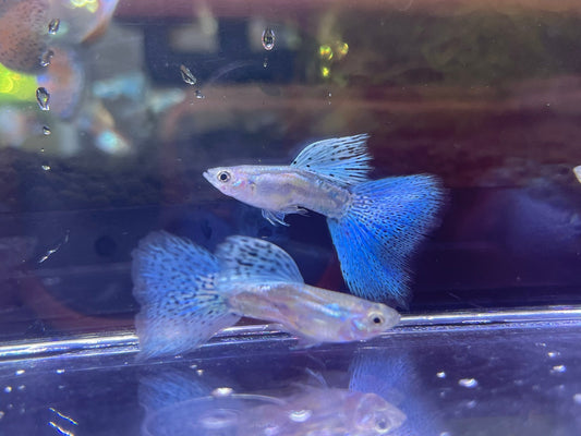 Blue Grass Guppy