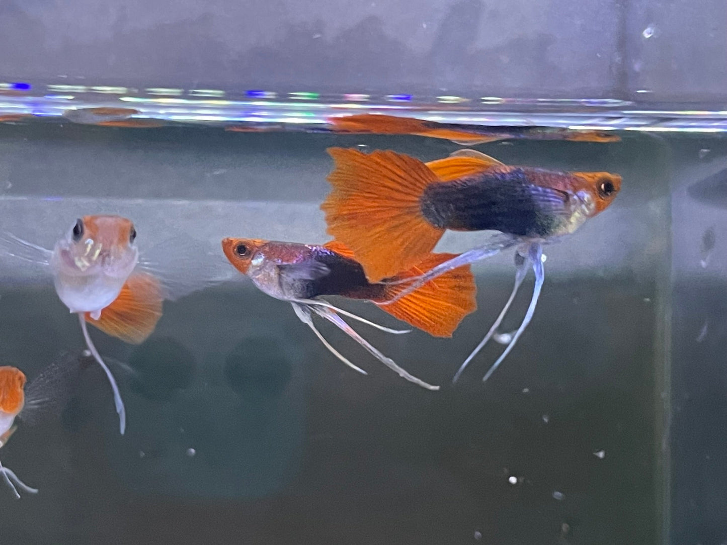 Black Koi Ribbon Butterfly Ears Guppy