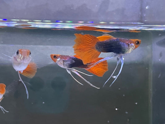 Black Koi Ribbon Butterfly Ears Guppy