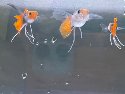 Black Koi Ribbon Butterfly Ears Guppy