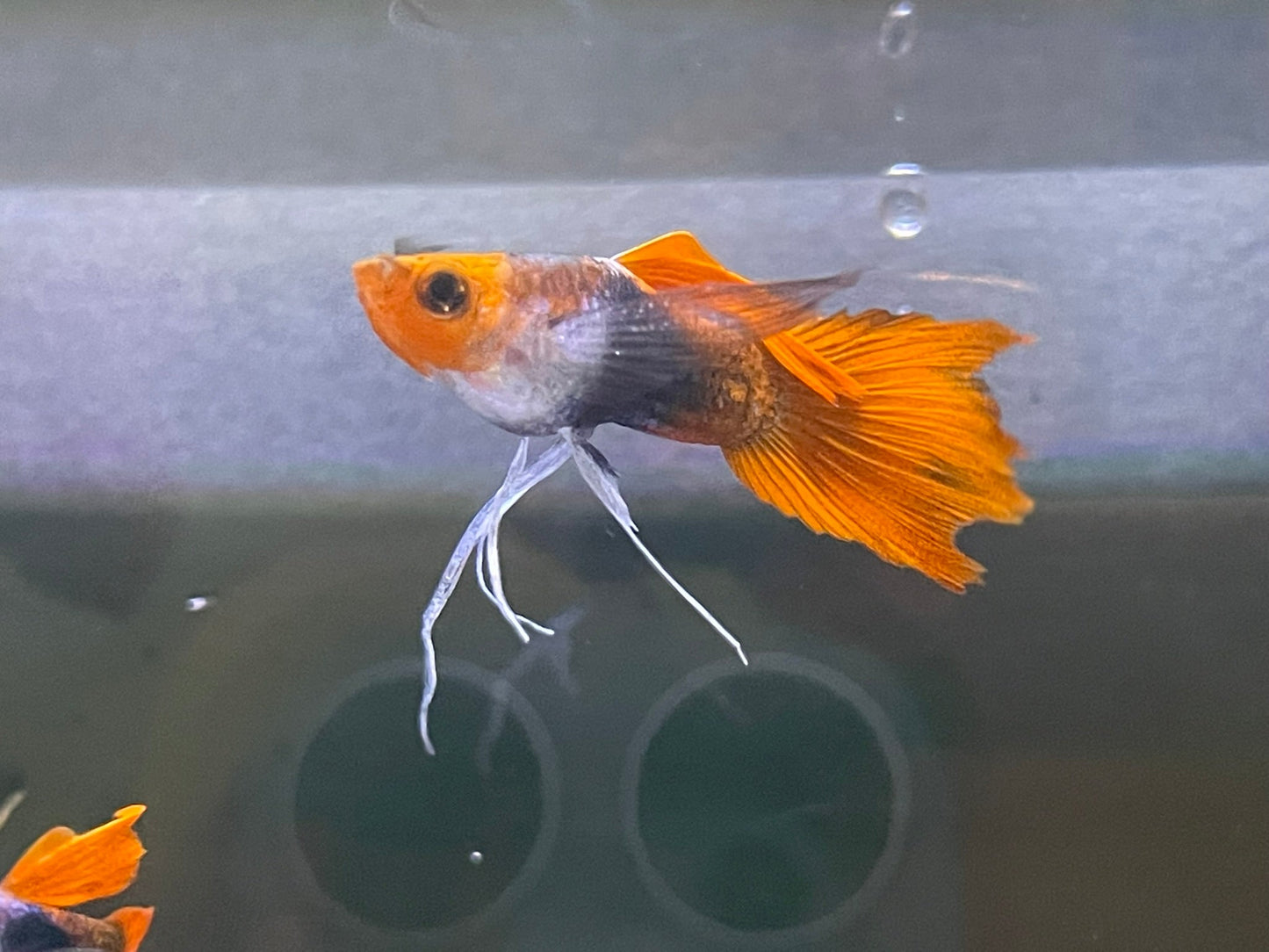 Black Koi Ribbon Butterfly Ears Guppy